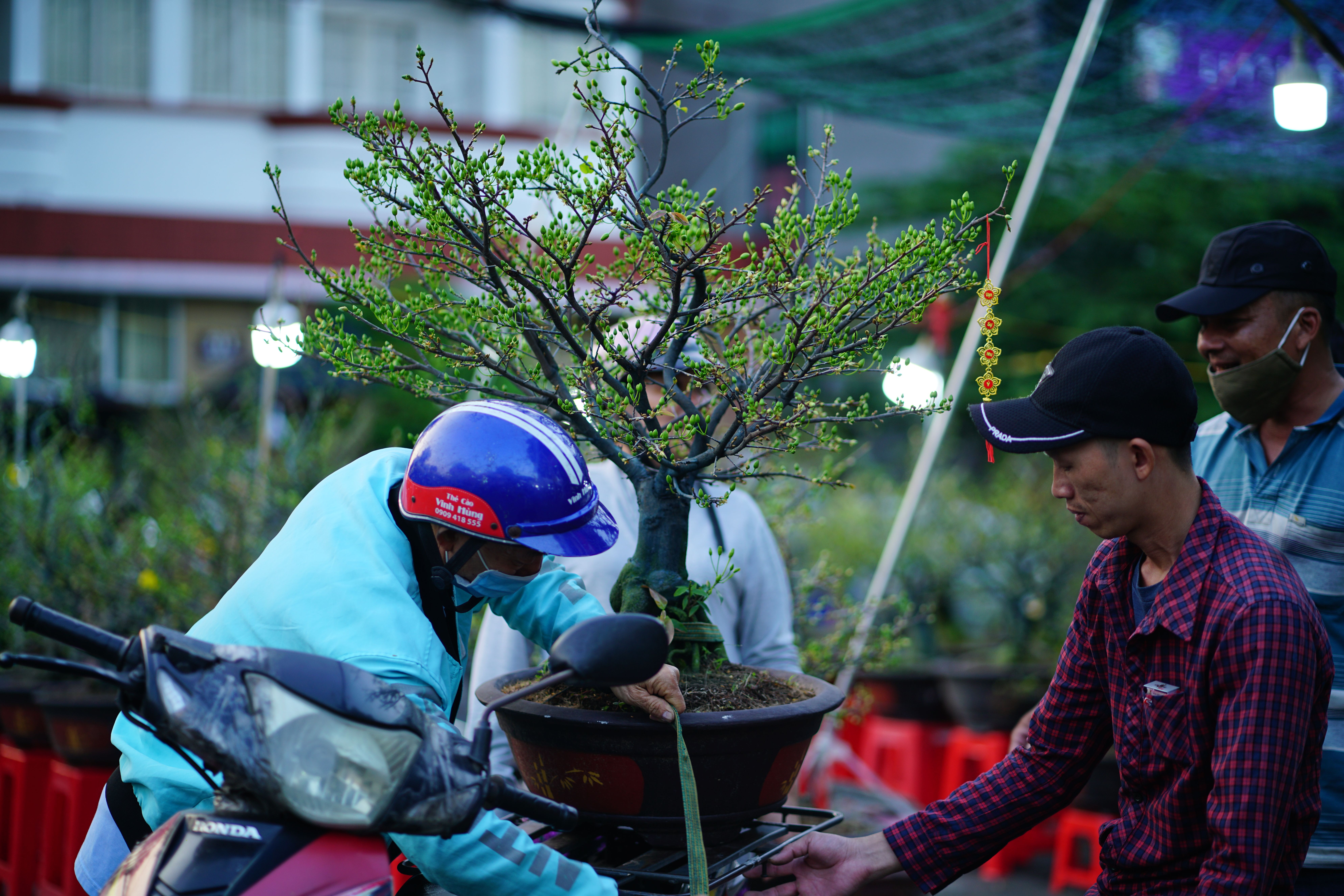 strahlenaralie bonsai Bonsai main image 0