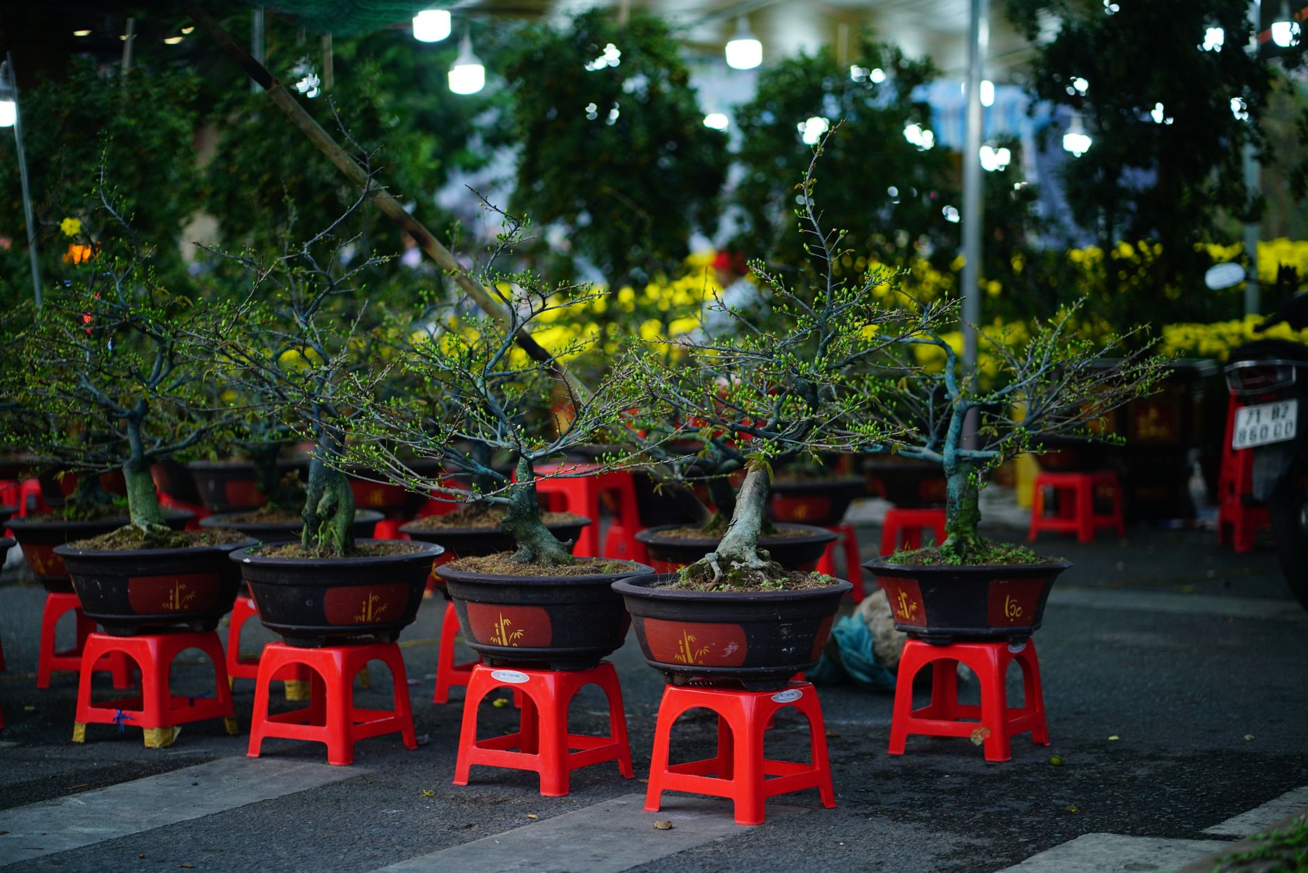 Vibrant bonsai trees showcased on red stools at a bustling outdoor market in Ho Chi Minh City, Vietnam.