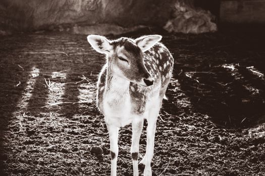 Adorable young deer standing in a sunlit outdoor setting in Tunisia. Captured in a calming and natural environment.