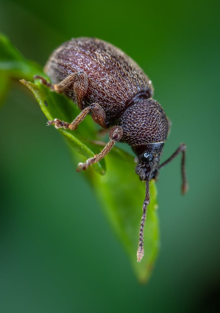 Brown Weevil Beetle On A Leaf