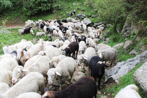 Free stock photo of animals, goat, sheep