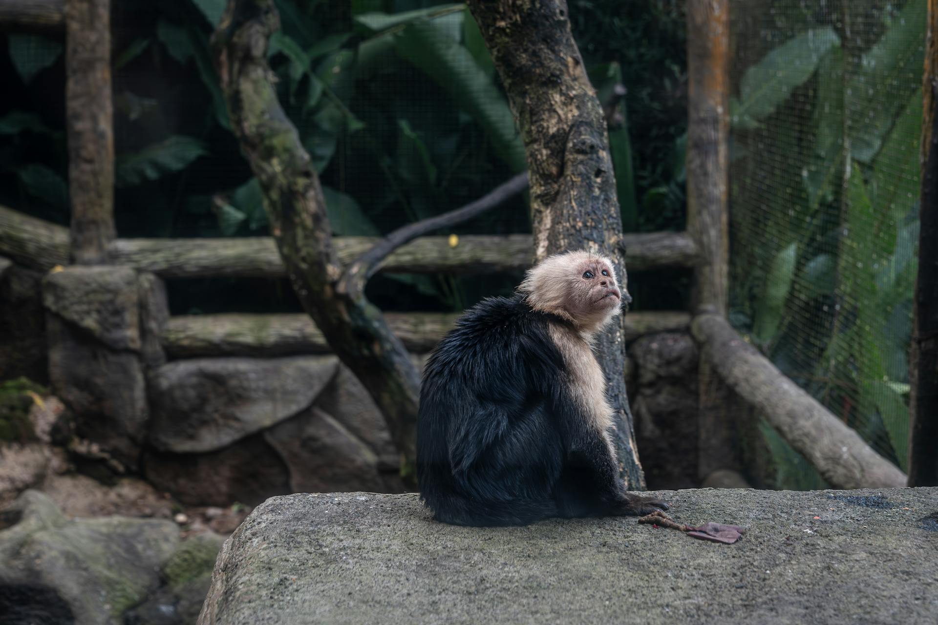 Capuchin Monkey Resting on Stone in Zoo Habitat