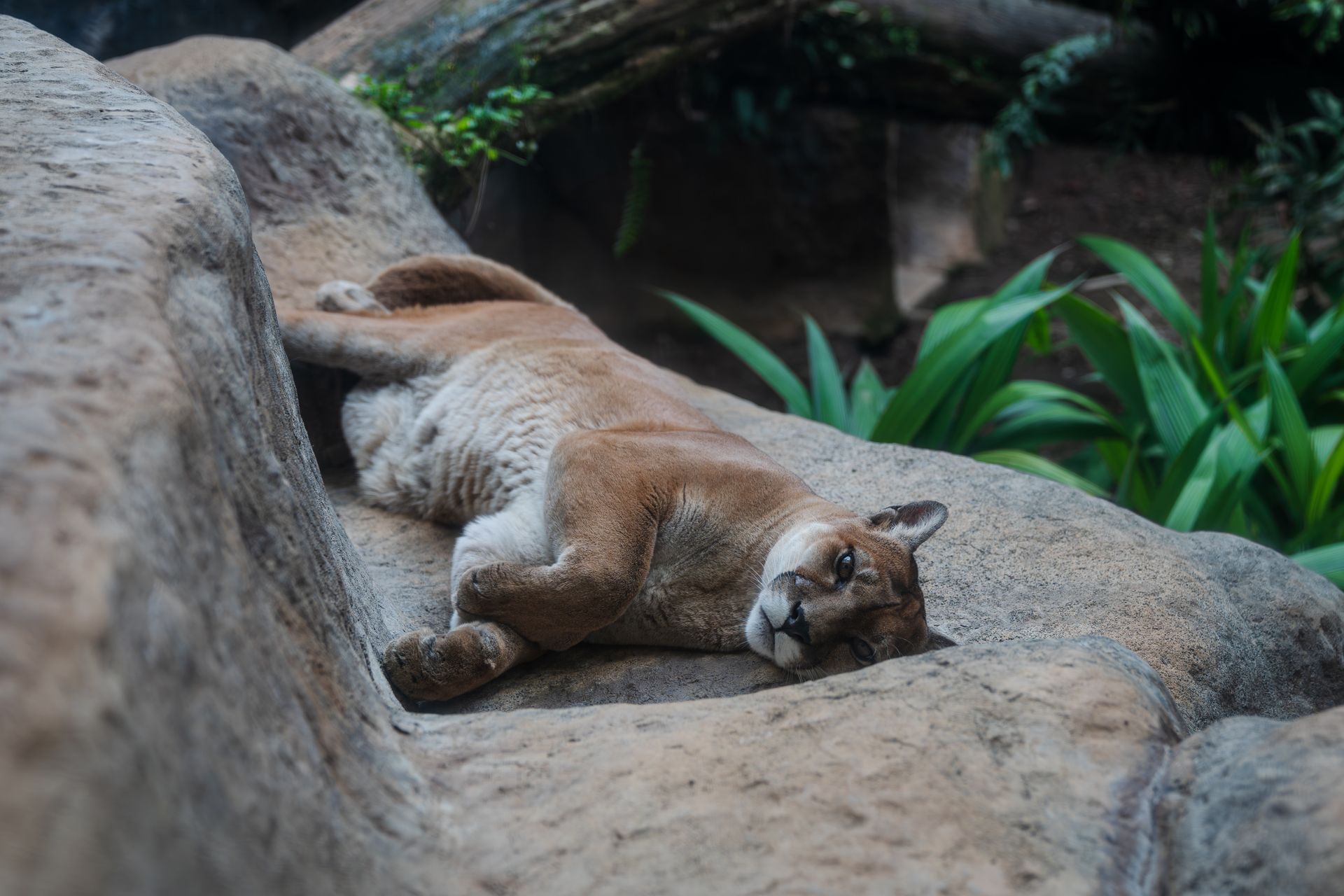 Resting Cougar on Rocky Terrain in Natural Habitat