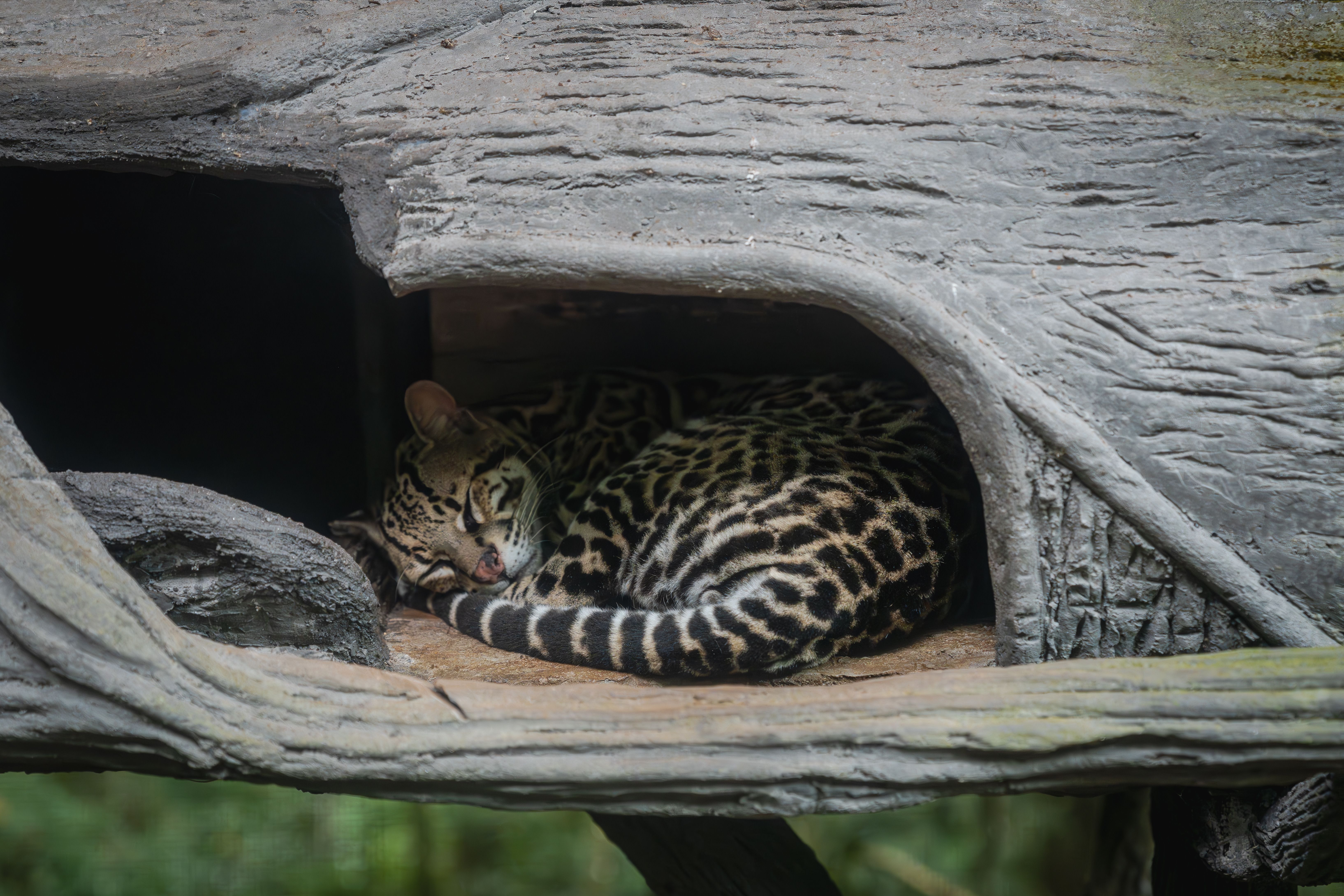 Ocelot