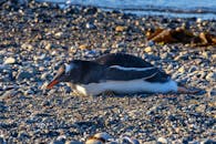 Gentoo Penguin Resting on Rocky Beach