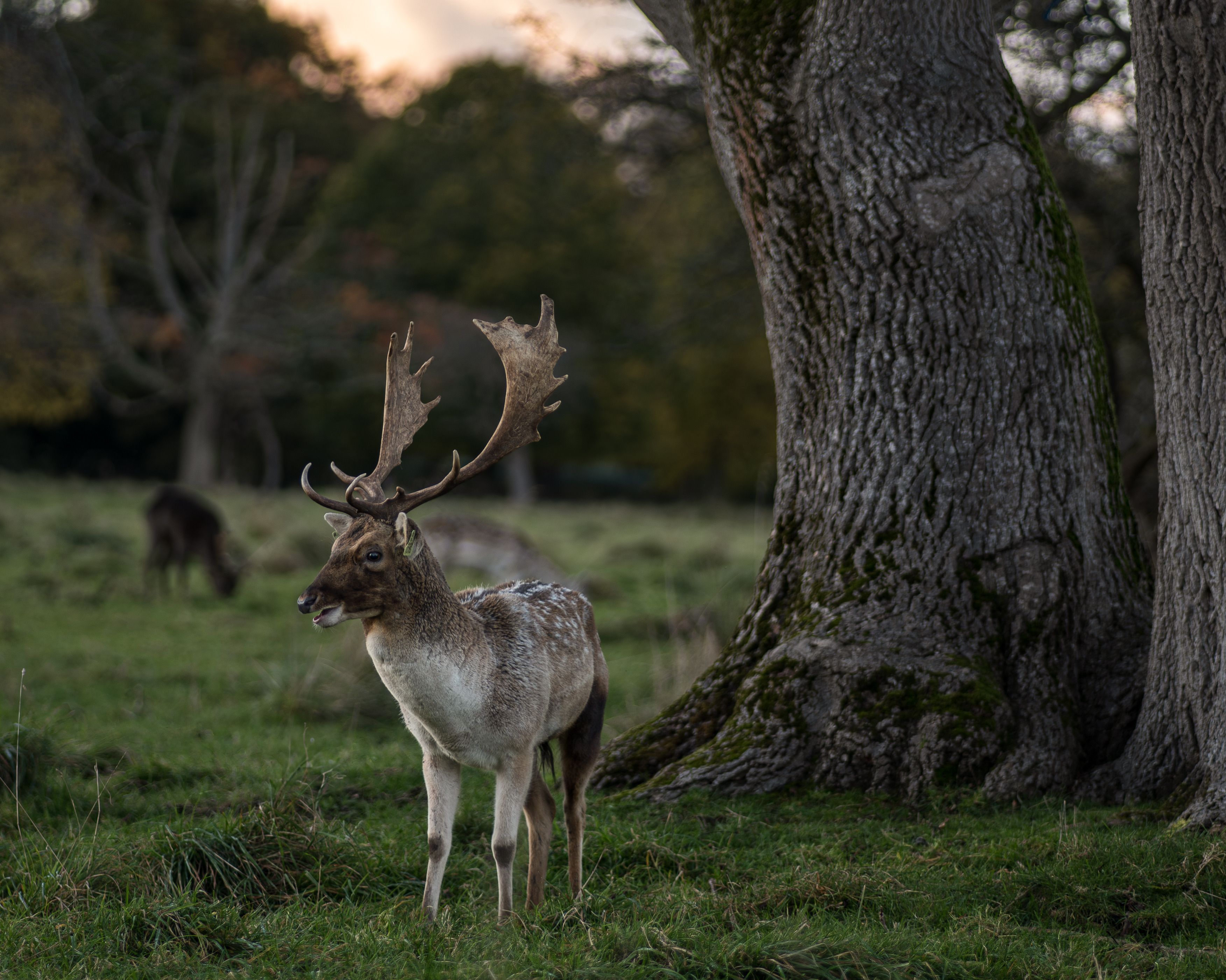 fallow-deer-in-phoenix-park-dublin-ireland-free-stock-photo
