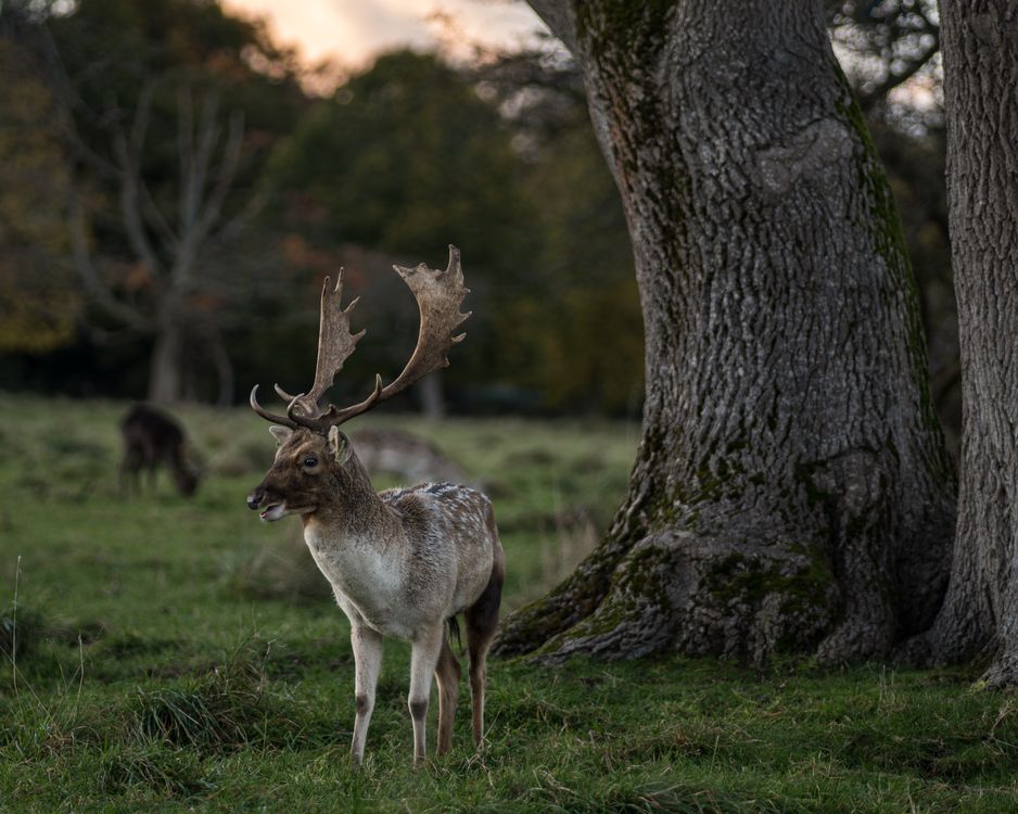 Fallow Deer In Phoenix Park Dublin Ireland Free Stock Photo fallow-deer-in-phoenix-park-dublin-ireland-free-stock-photo