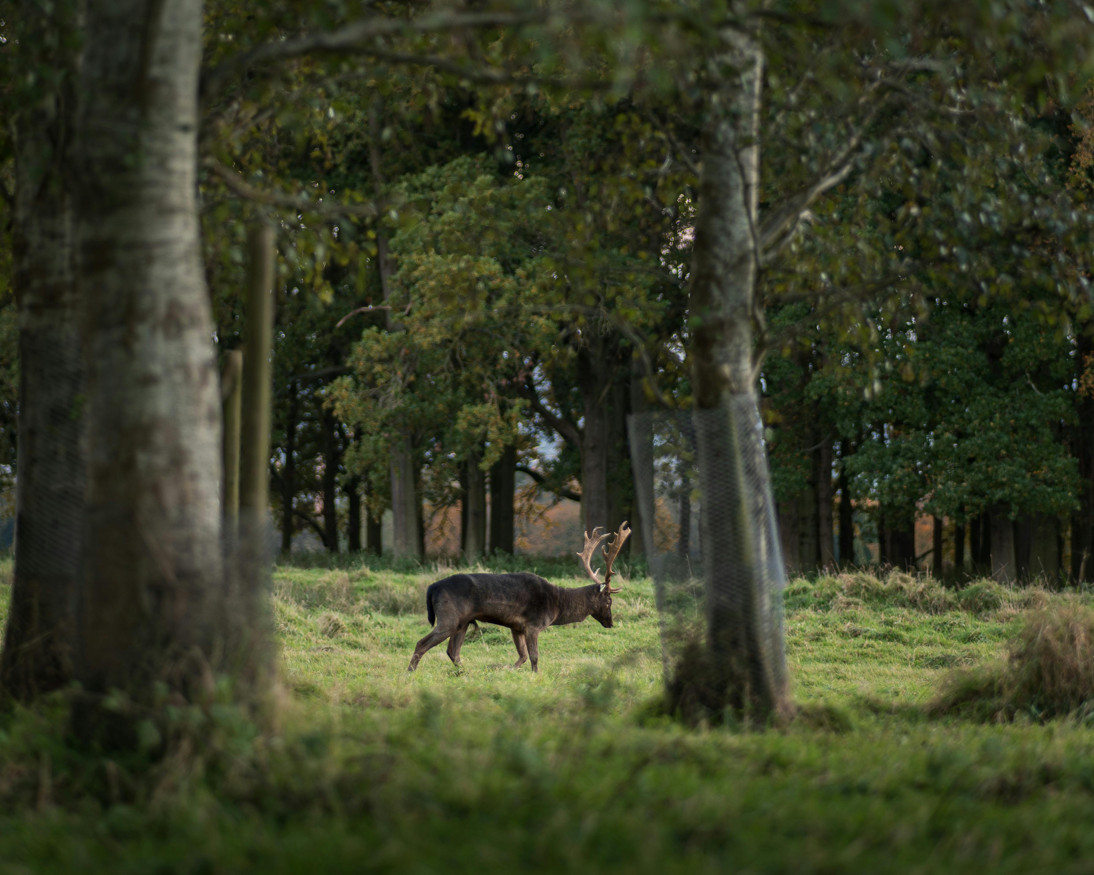 grátis Um cervo solitário em pé graciosamente em meio às florestas exuberantes da Irlanda, exibindo beleza natural. Foto profissional