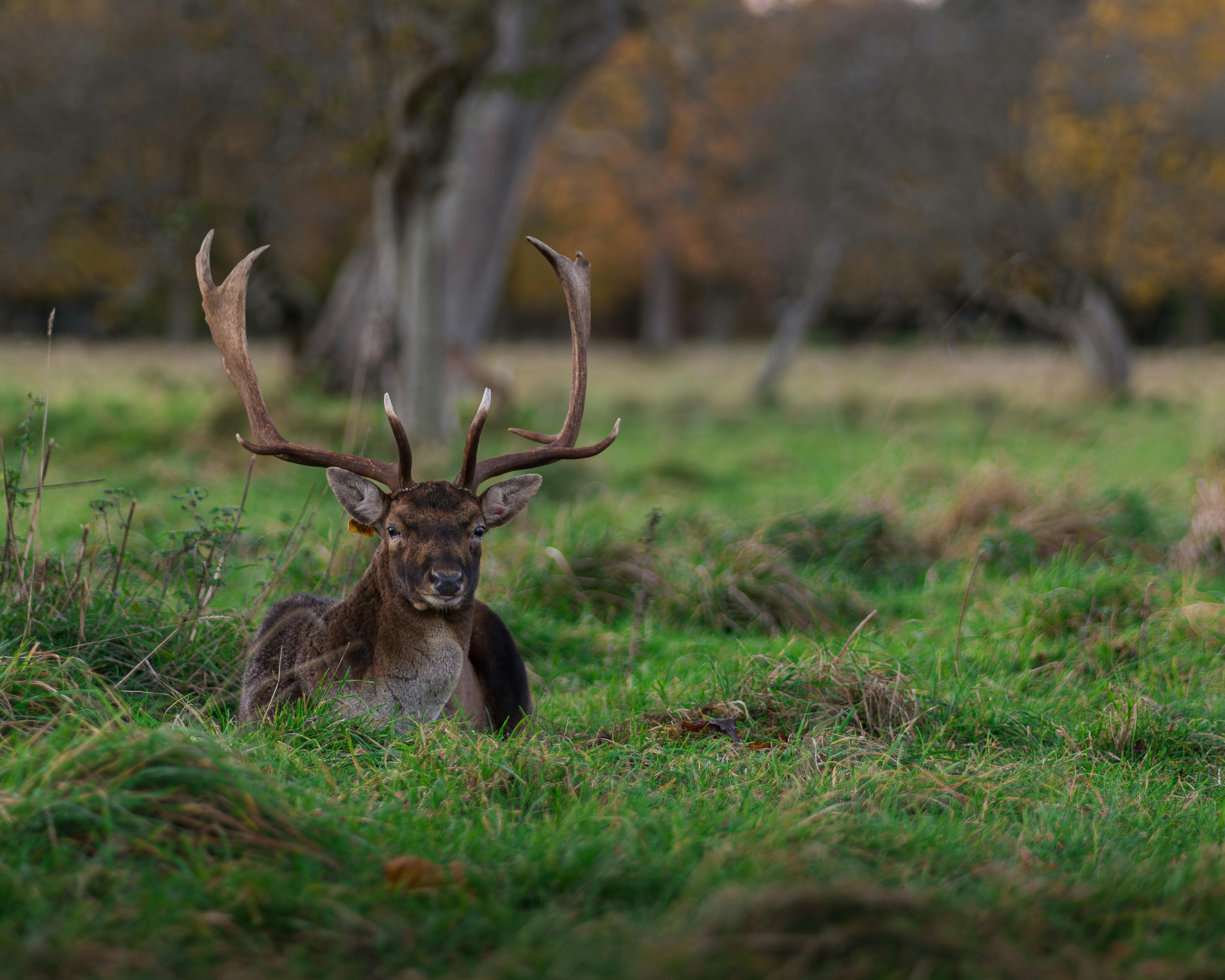 grátis Veado Majestoso Descansando No Phoenix Park, Dublin Foto profissional