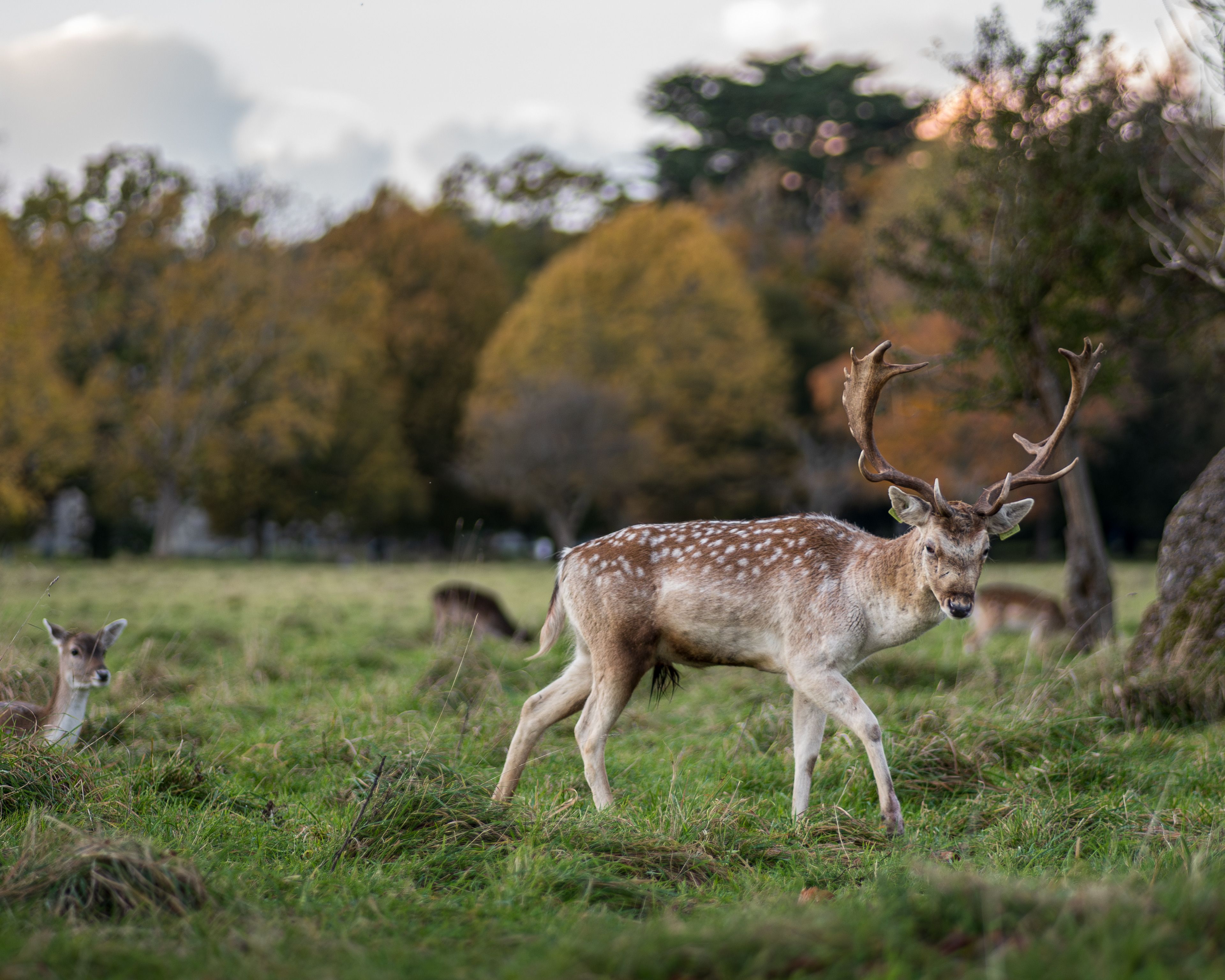 dublin ireland phoenix park fallow deer open meadow green trees landscape