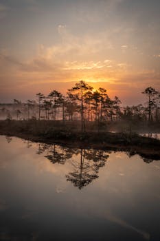 Peaceful sunrise with reflections over a misty forest lake, capturing primeval untouched nature.