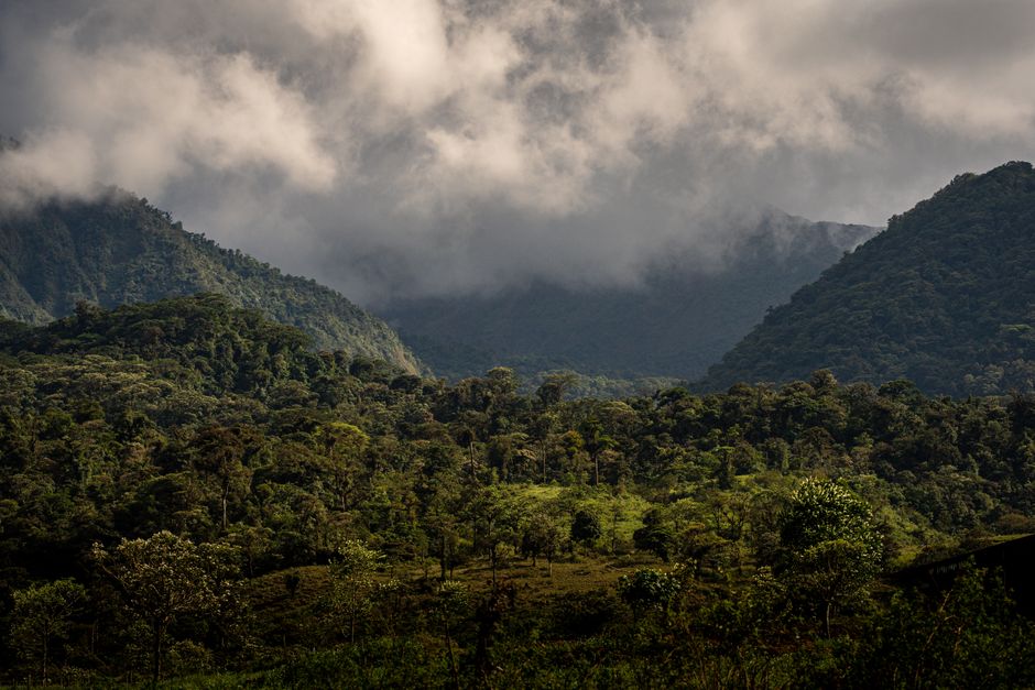 Otra foto de Monteverde Cloud Forest Reserve