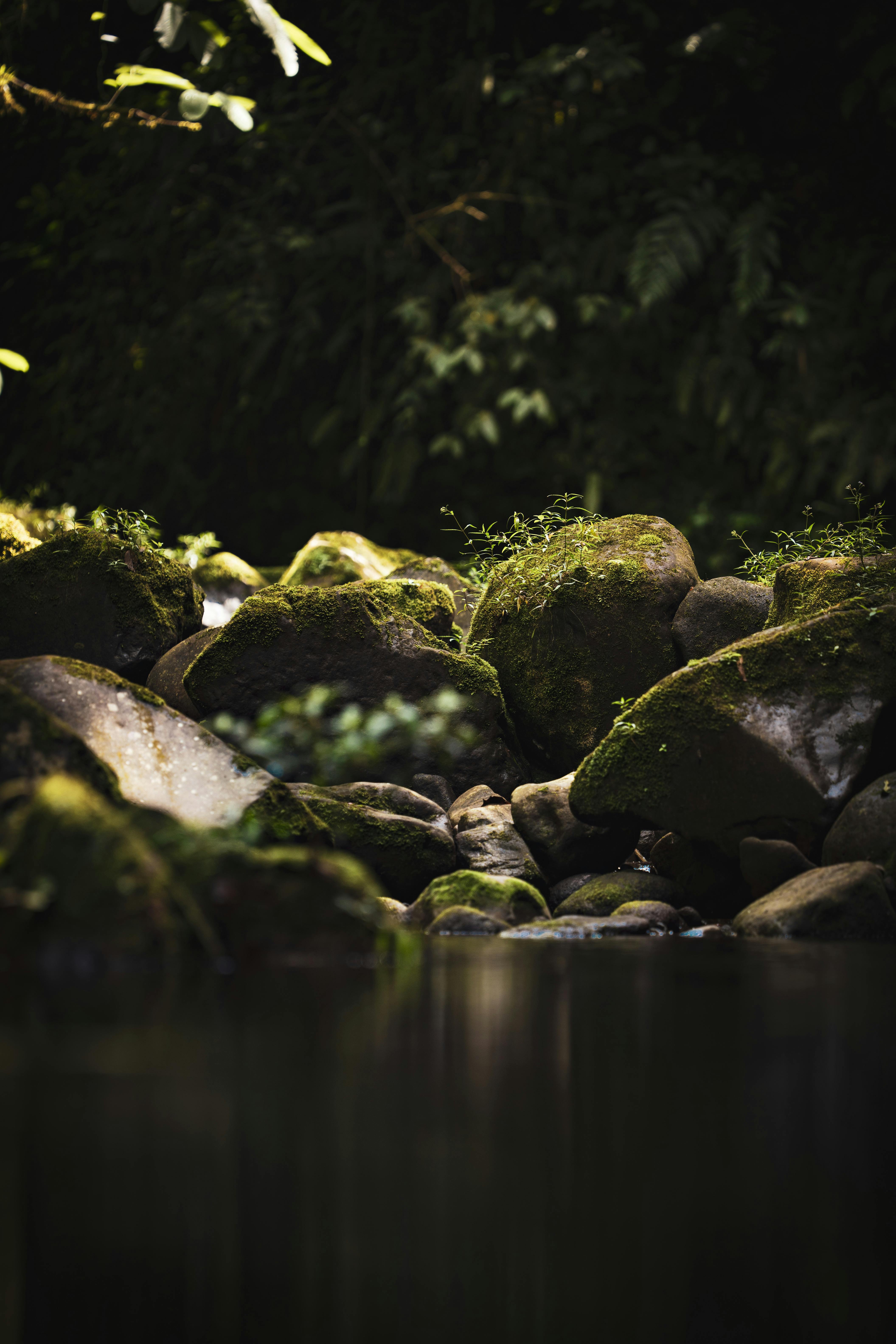 tranquil mossy rocks by river in costa rica