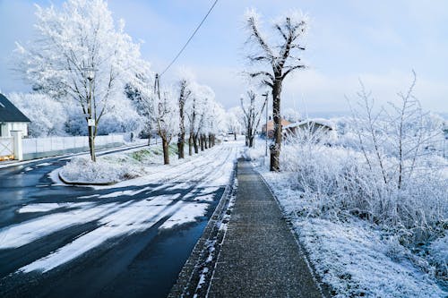 Karla Kaplanmış Yol Ve Ağaçlar