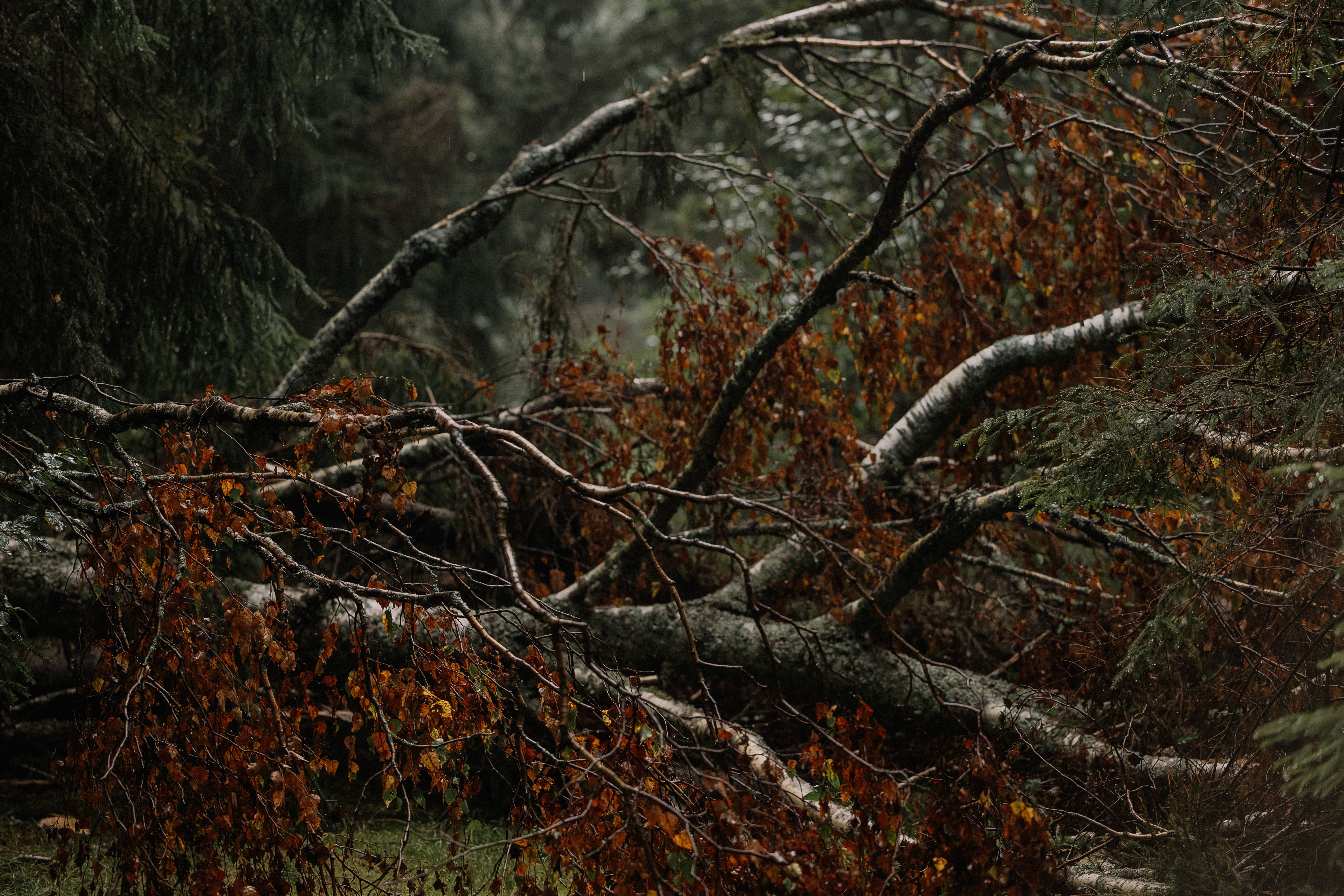 Fallen Tree Branches in a Misty Forest Scene · Free Stock Photo