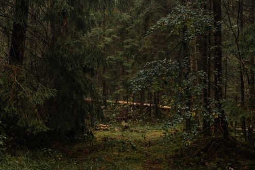 Free Serene forest trail surrounded by lush, dense trees, evoking a tranquil and natural atmosphere. Stock Photo