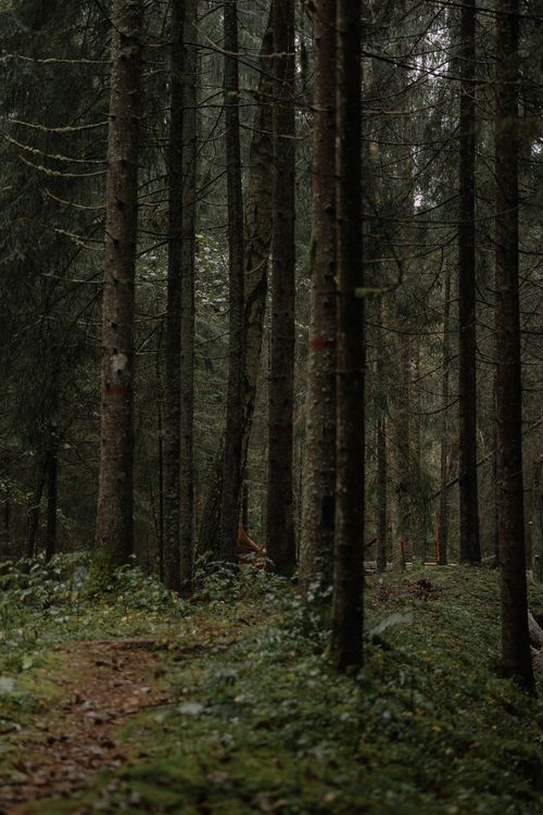 Free Serene wooded pathway surrounded by tall pine trees in a lush forest. Stock Photo