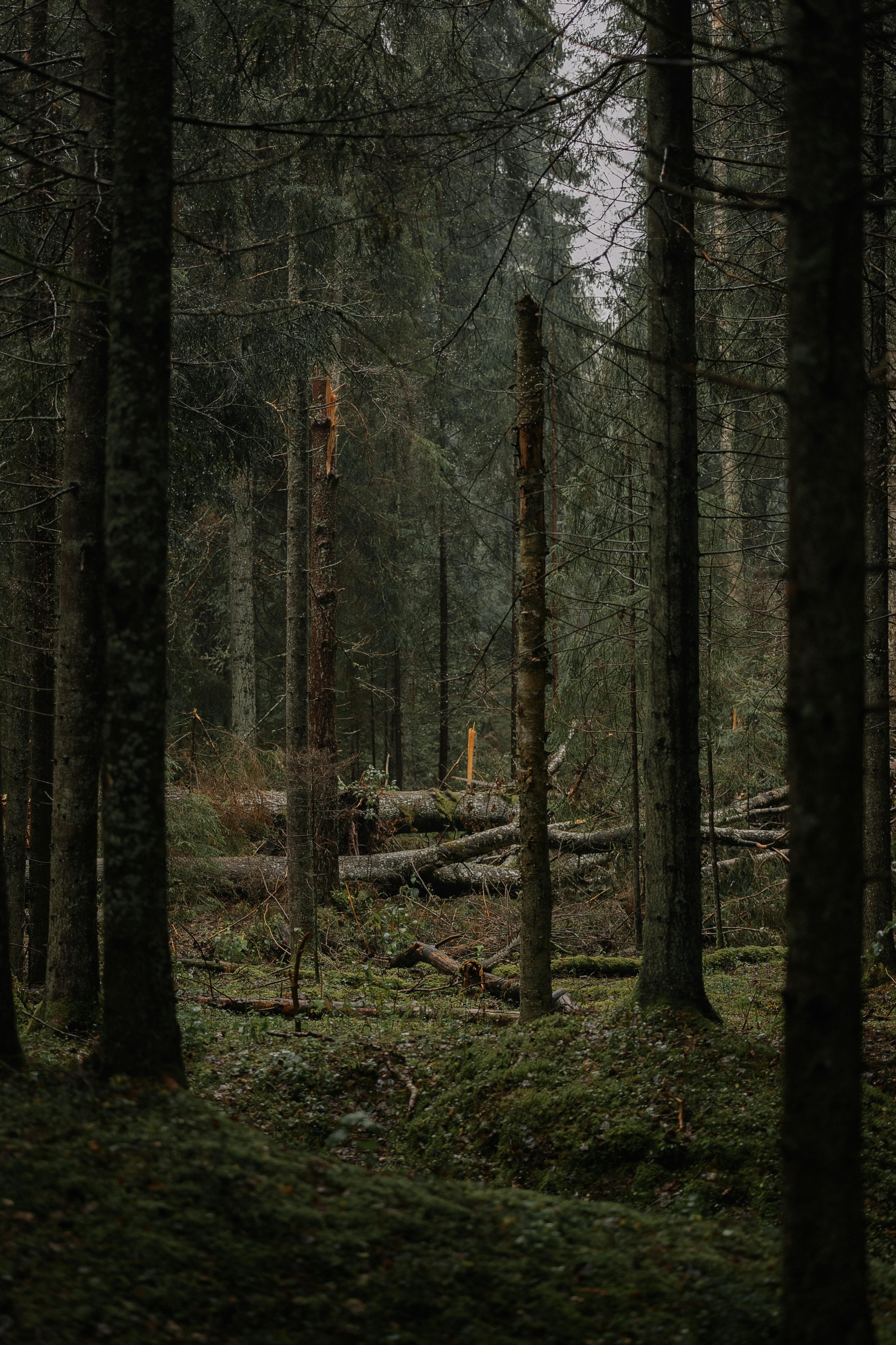 serene forest with fallen trees in autumn