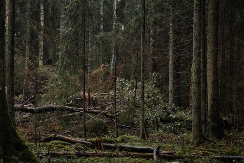 Free A tranquil forest landscape featuring tall trees and a rich carpet of green vegetation. Stock Photo