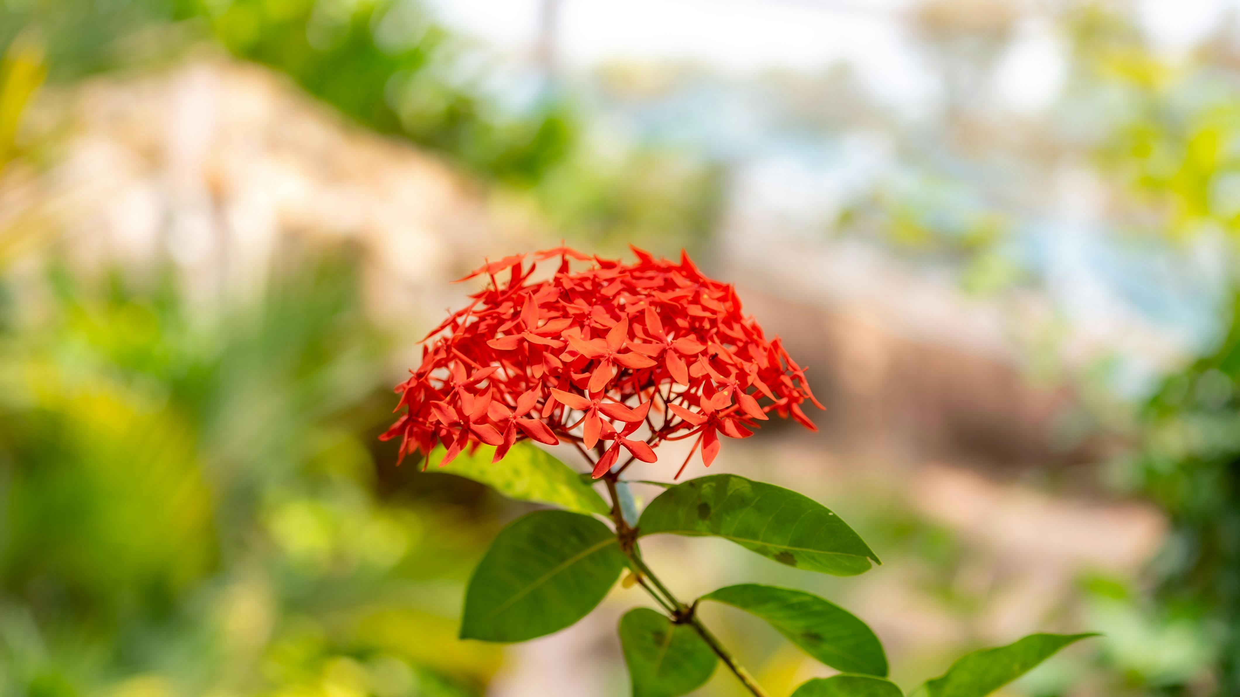 免费 户外花园中一朵鲜艳的红色龙船花特写，背景虚化，展现了自然之美。 素材图片