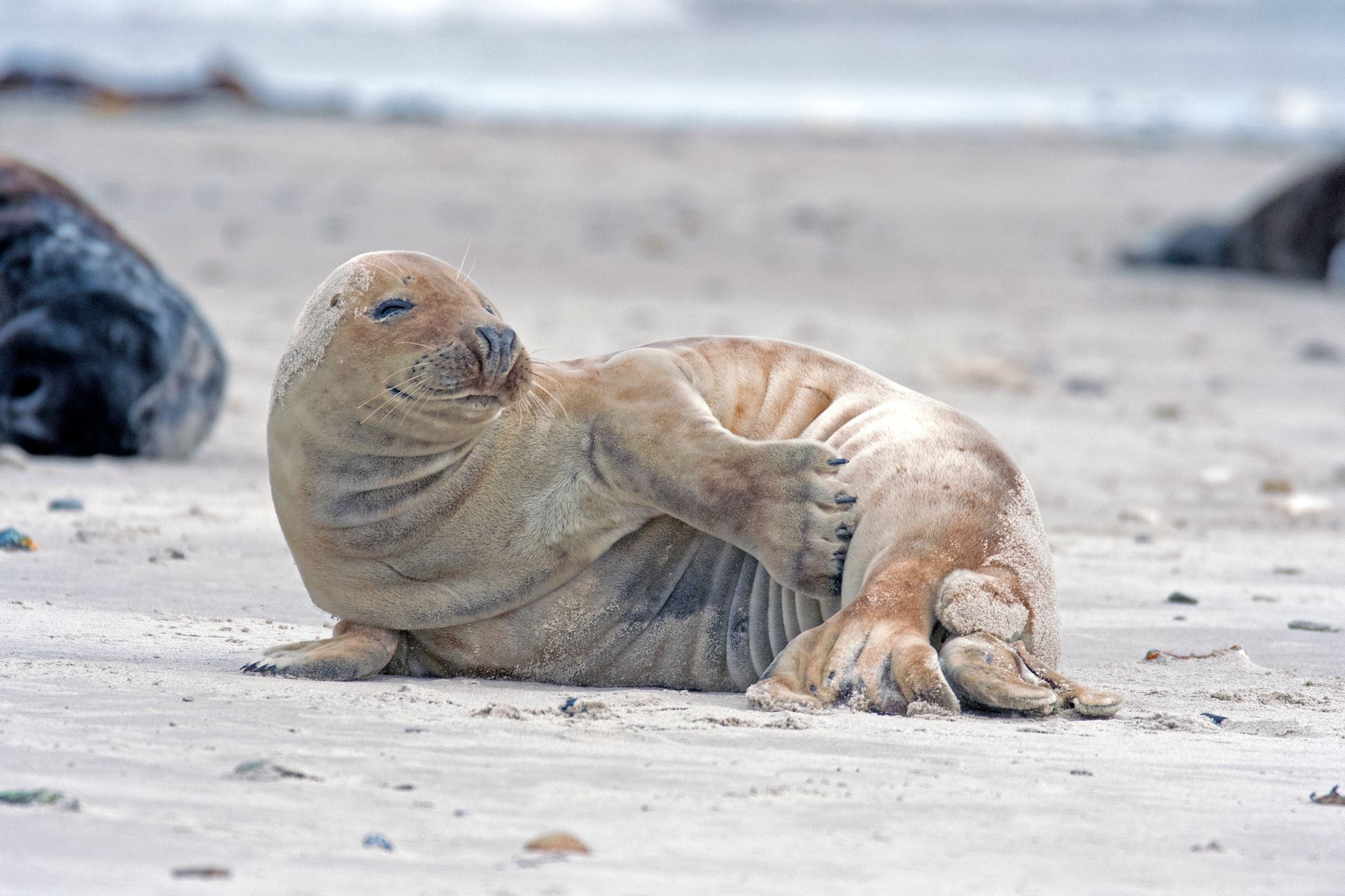 Waddenunit controleert extra op ‘opdringerige’ zeehondentoerist
