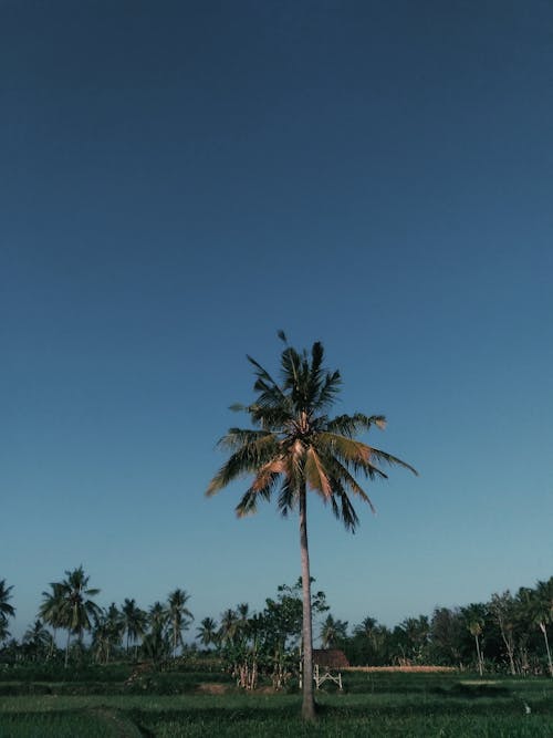 Foto d'estoc gratuïta de arbre, coco, Indonèsia