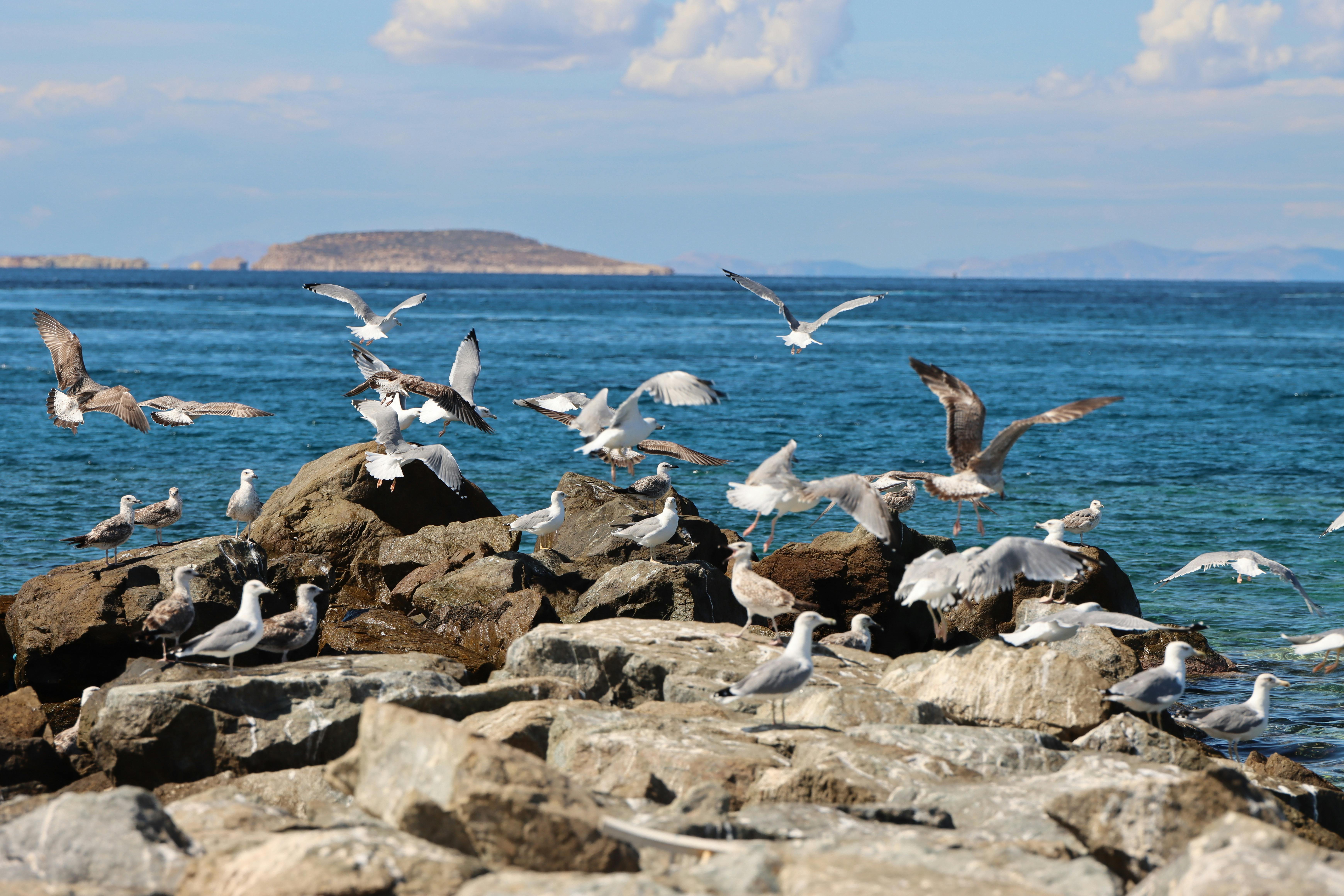 seagulls on rocky shore of naxos island