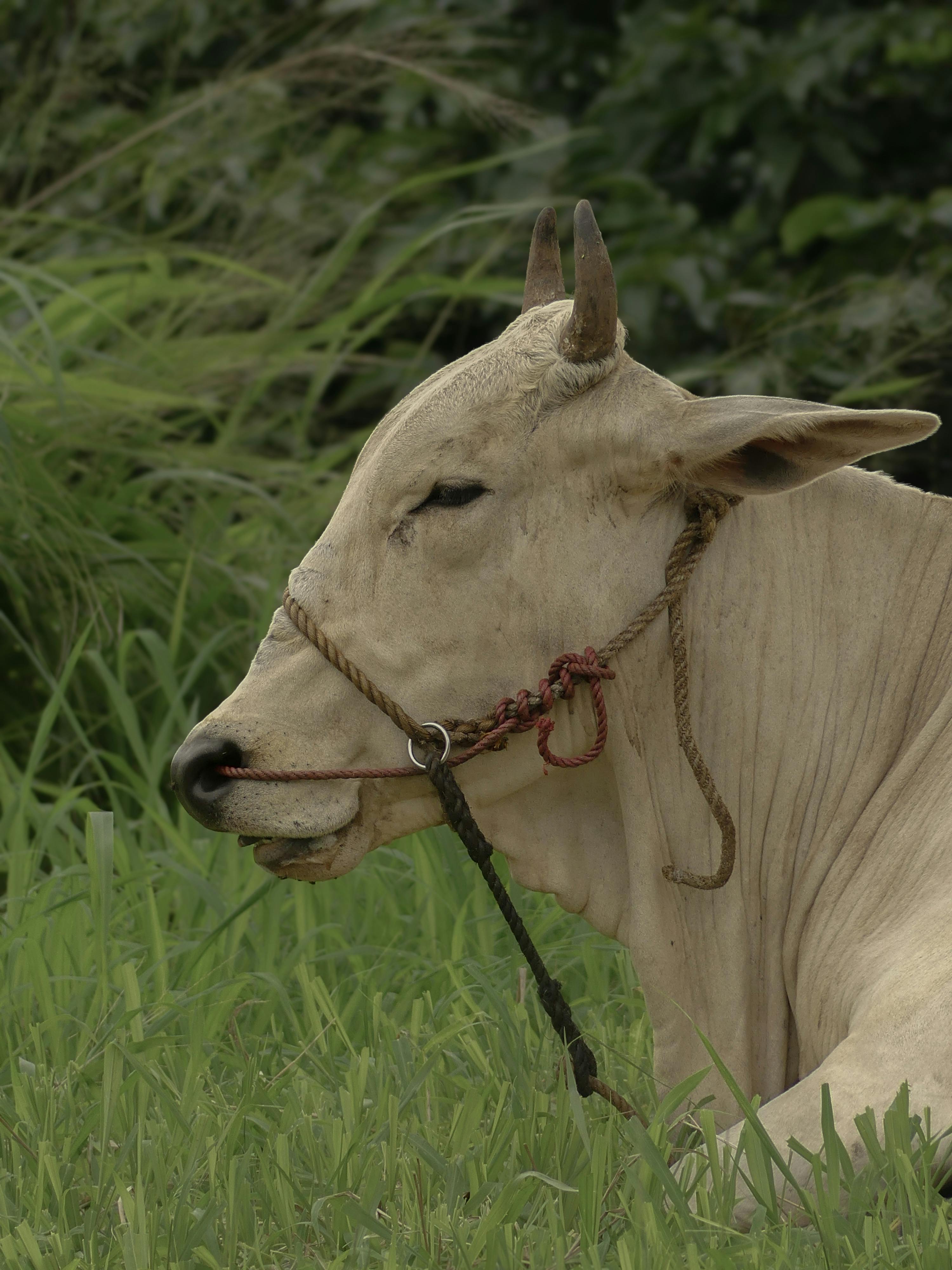 Gratuit Vache Blanche Se Reposant Dans Un Pâturage Verdoyant Photos