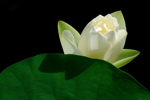Free Peaceful white lotus flower emerging behind a leaf on dark backdrop. Stock Photo