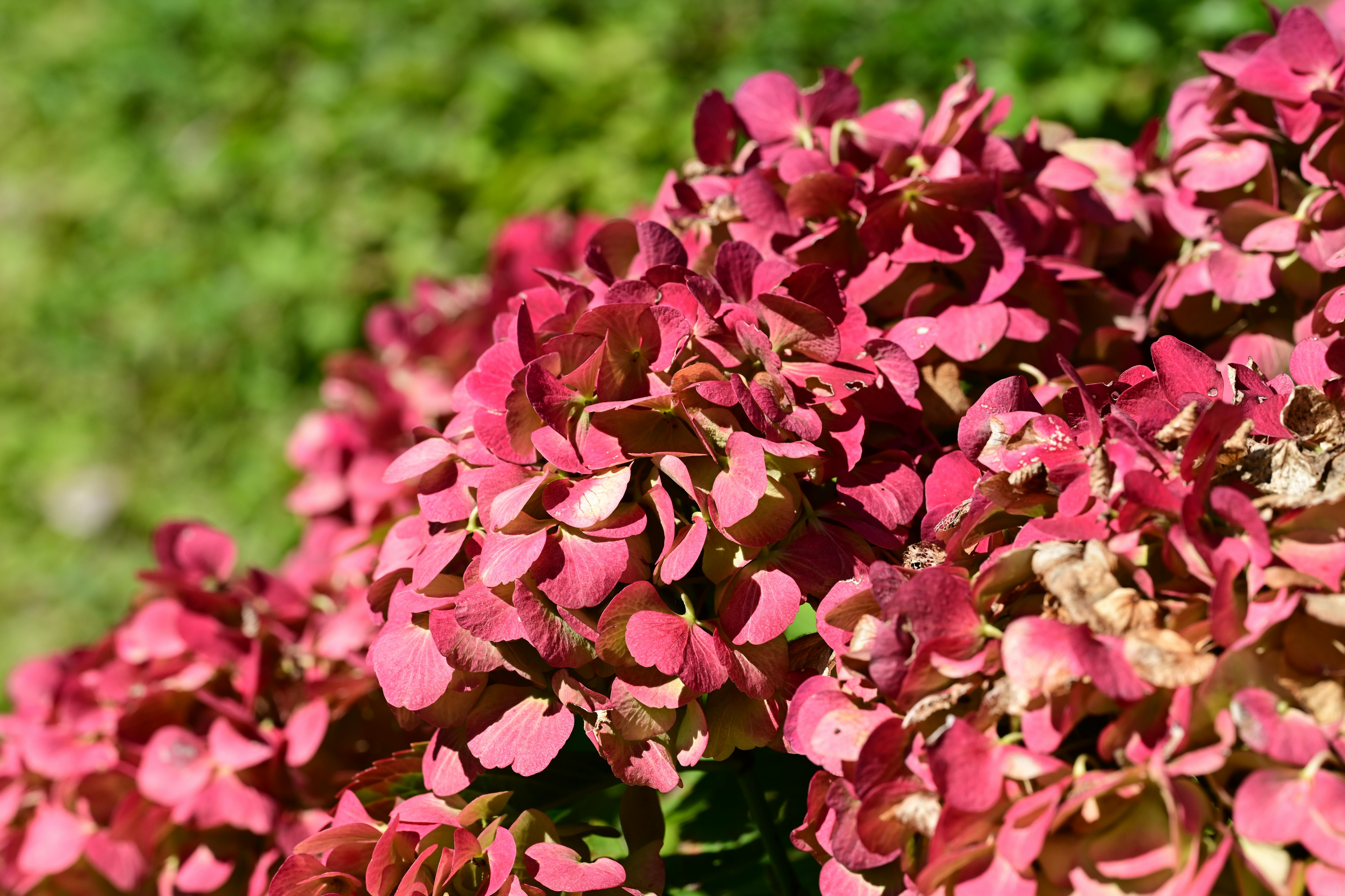 Come Coltivare il Giardino con Piante Autunnali: Guida Pratica