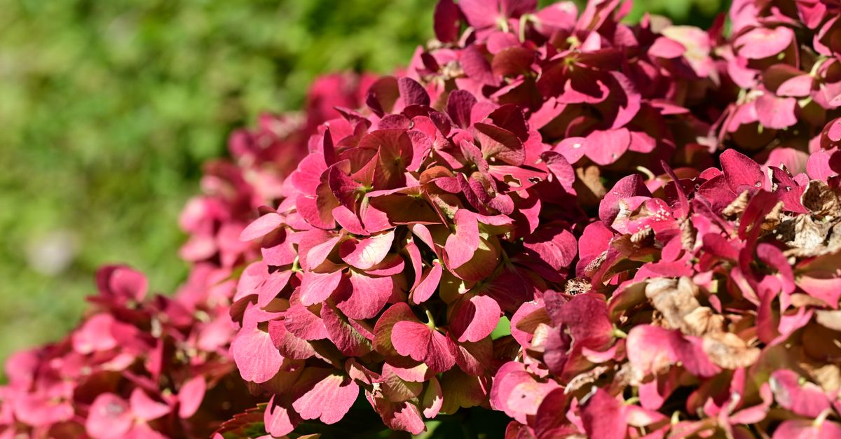 Come Coltivare il Giardino con Piante Autunnali: Guida Pratica