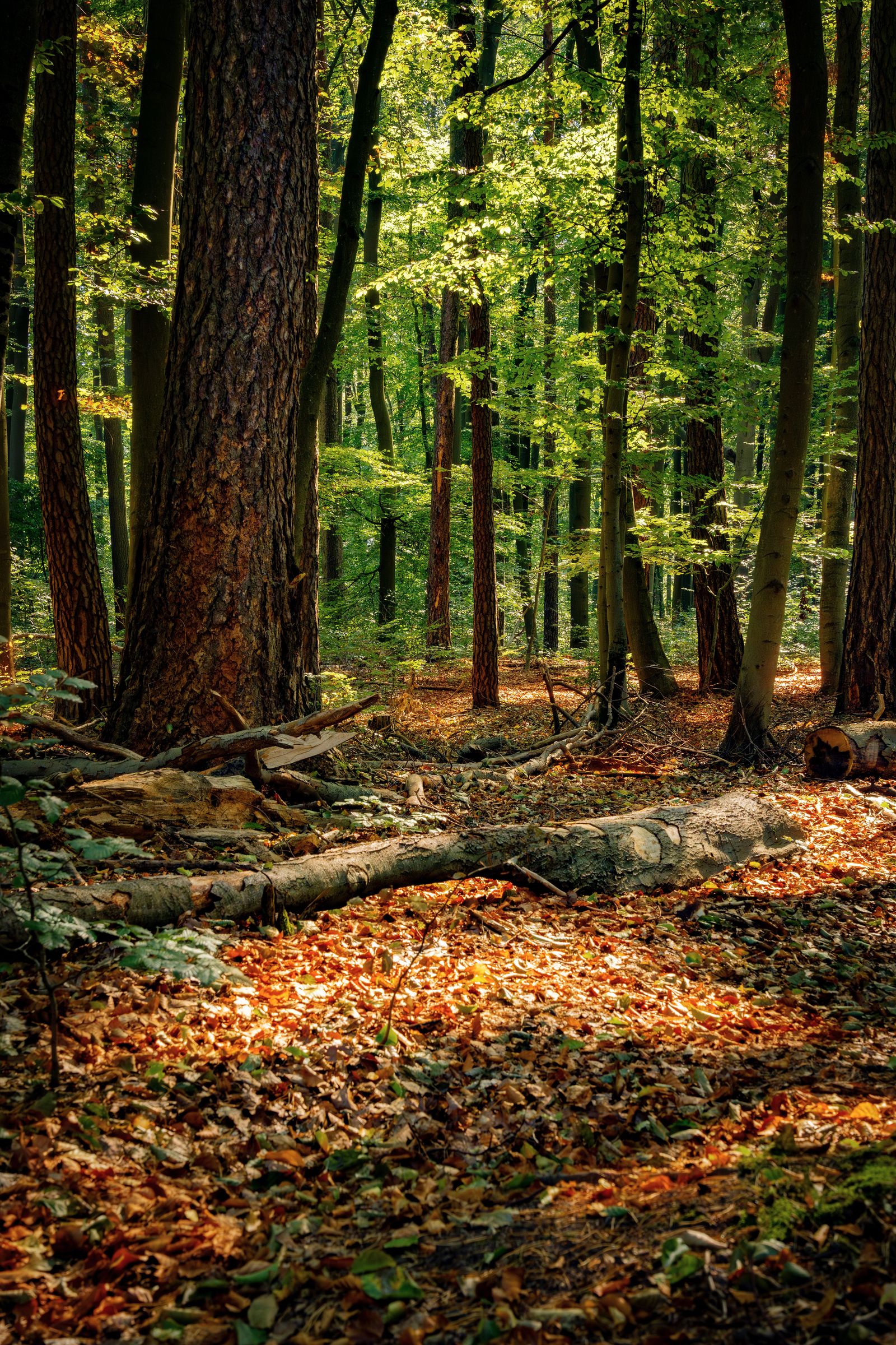 Serene Woodland Scene with Sunlit Trees · Free Stock Photo