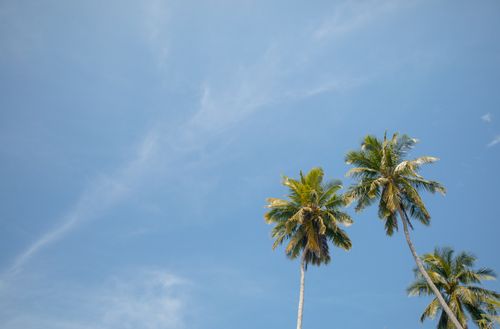 Free Tall coconut palm trees swaying under a clear blue sky in Kolhufushi, Maldives. Stock Photo