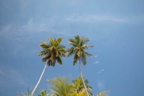 Green Coconut Trees Under a Blue Sky