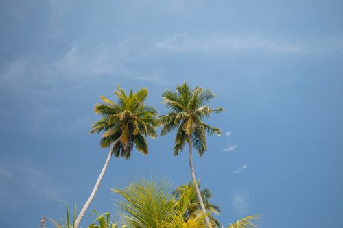 Free Vibrant palm trees reaching towards a clear blue sky in Maldives, Kolhufushi. Stock Photo
