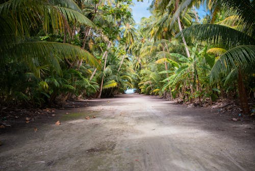 Dirt Road Surrounded by Palm Trees