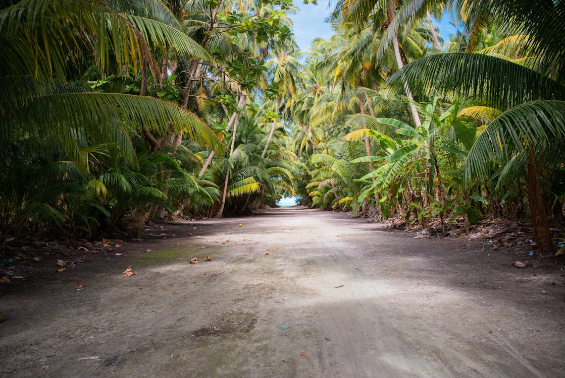 Dirt Road Surrounded by Palm Trees