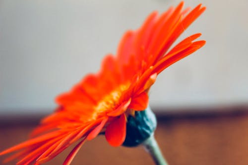 Fotos de stock gratuitas de belleza en la naturaleza, color naranja, flor