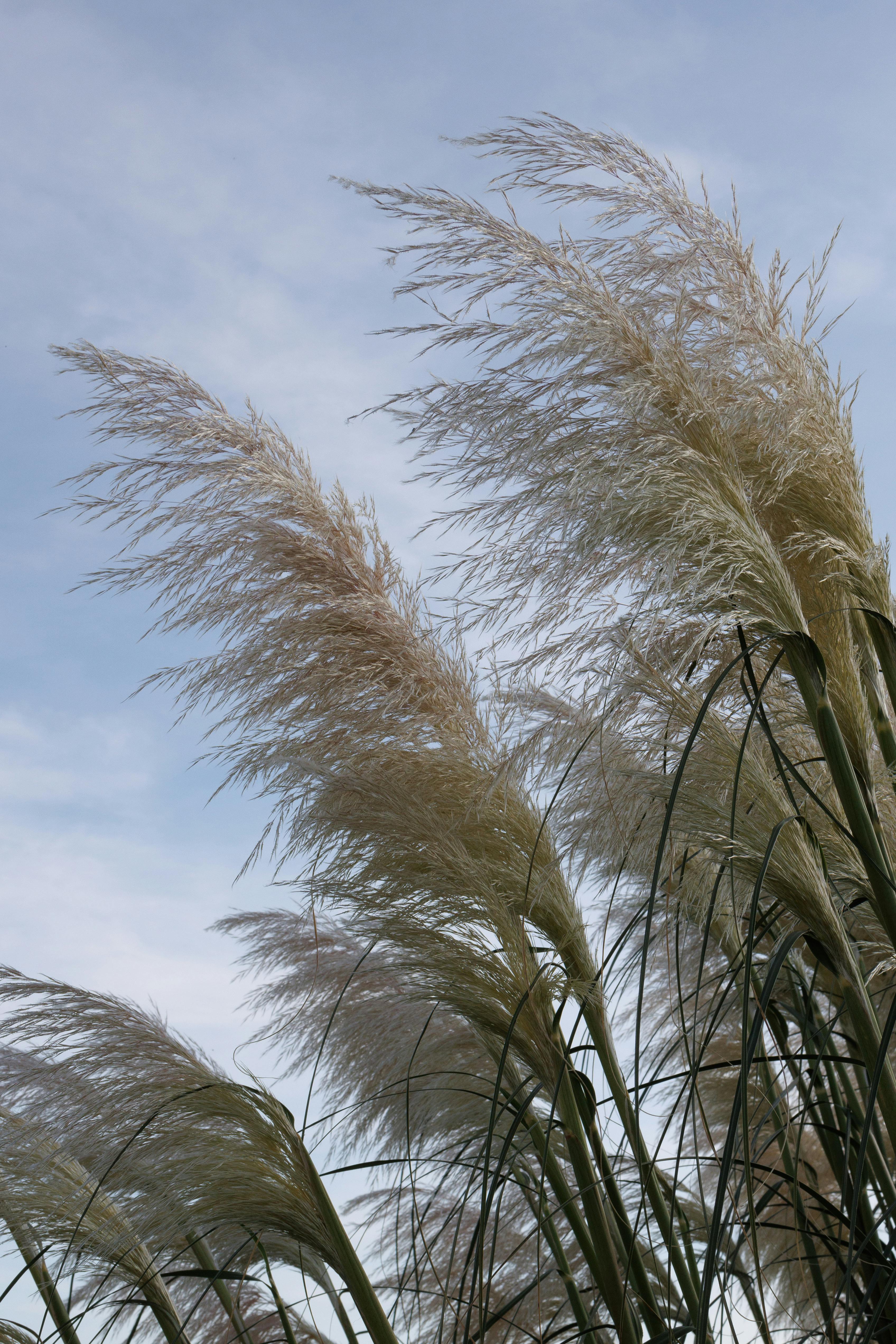 Cortaderia selloana