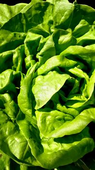 High-quality close-up of fresh green lettuce leaves showing vibrant texture and color.