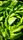 lettuce