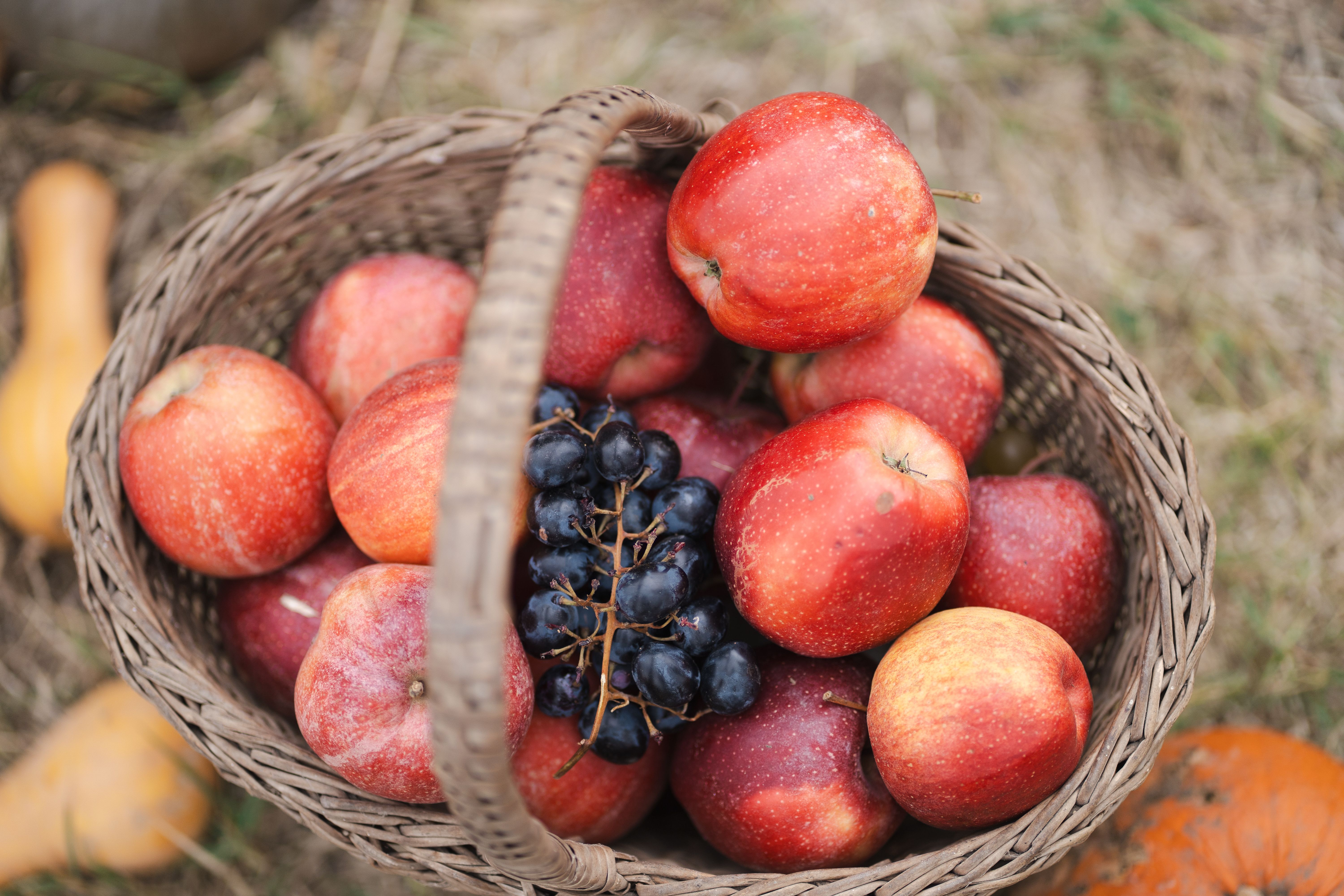 Gratuit Un panier en osier rempli de pommes rouges mûres et de raisins noirs capture l’essence d’une récolte d’automne. Photos