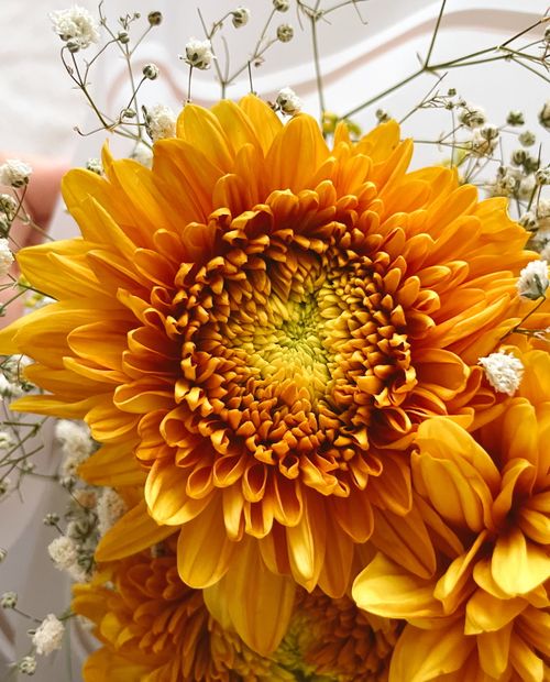 Free Vibrant orange sunflower close-up with delicate baby's breath flowers in soft lighting. Stock Photo