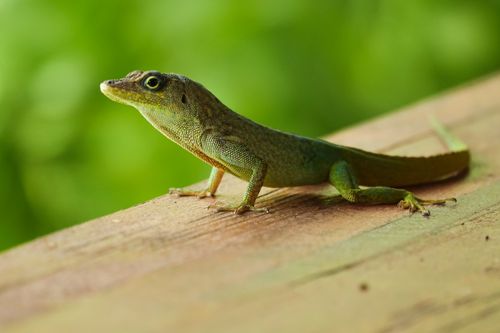 Free A green anole lizard perched on a wooden surface amidst lush greenery. Stock Photo