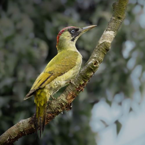 Free Close-up of a green woodpecker perched on a branch, showcasing its vibrant plumage. Stock Photo
