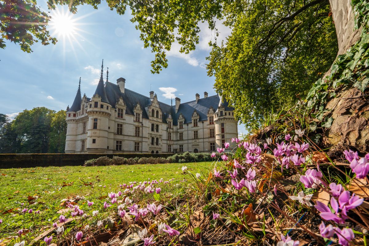 Château d'Azay-le-Rideau with wildflowers in the foreground
