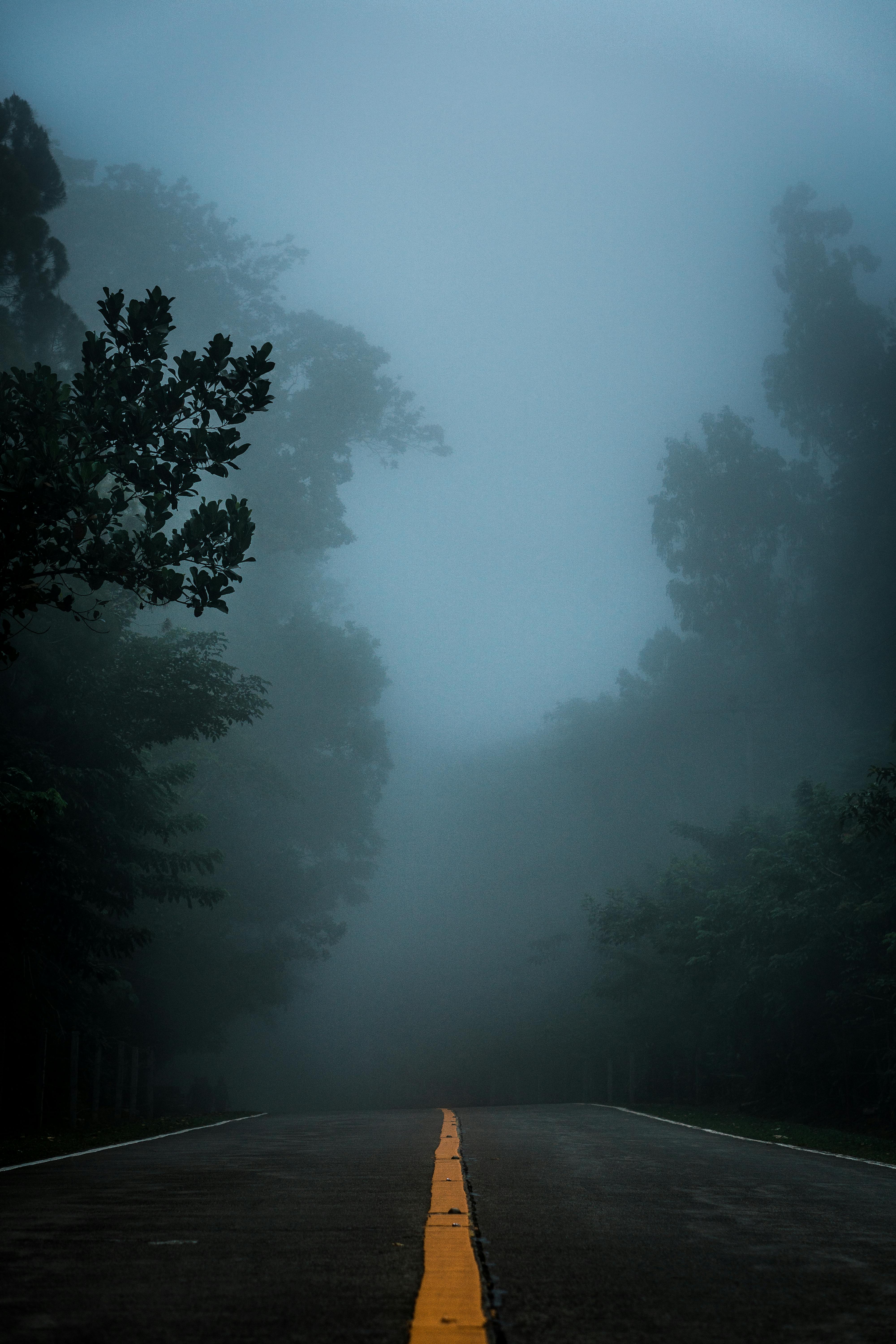 一条雾路消失在神秘的森林中，营造出一种诡异的气氛
