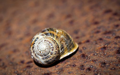Free stock photo of 35mm, close-up, escargot