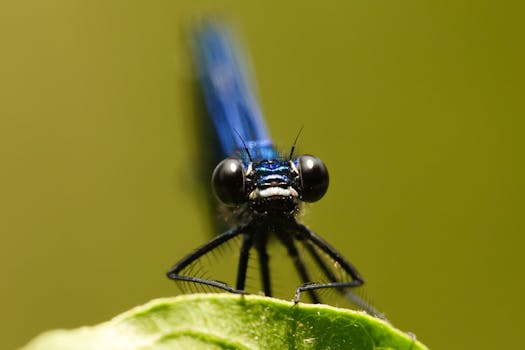 Macro photography of a blue Calopteryx splendens damselfly perched on a green leaf with a blurred background.