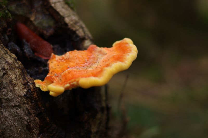 Close-up of a Chicken of the Woods fungus growing on a tree stump.